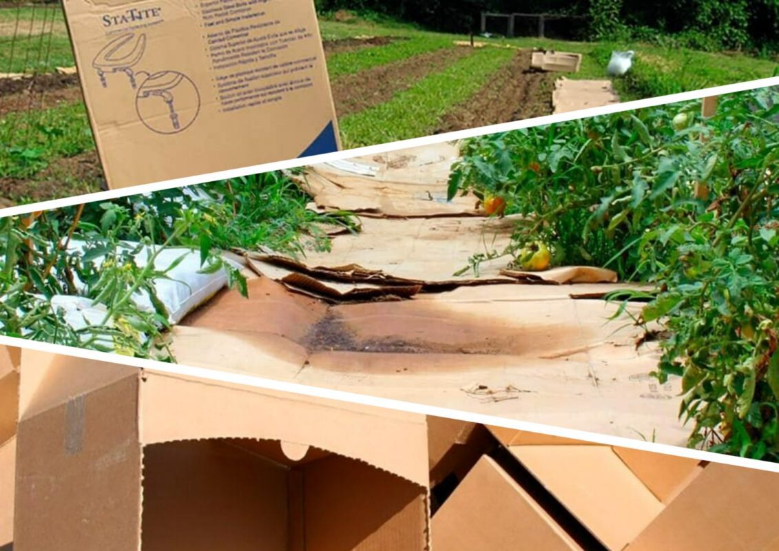 Картон допоможе здолати бур'яни