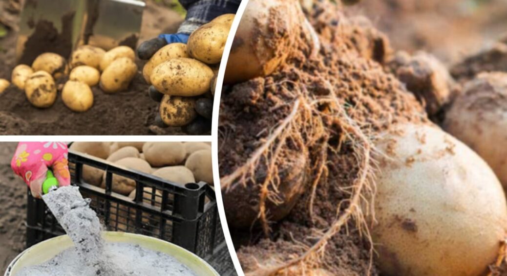 2 л цього розчину під кущик – і картопля дає на 30% більше бульб у липні: вистачить на всю зиму 