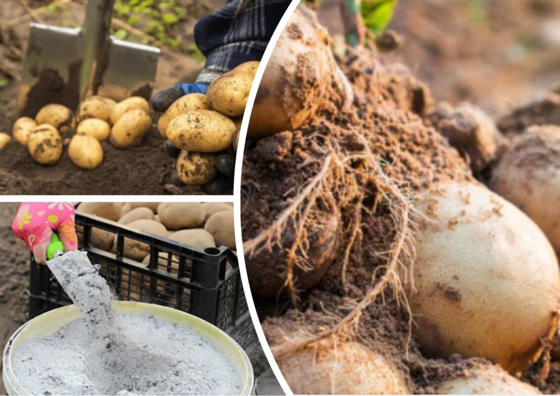 Чим підживити картоплю у липні для великих бульб
