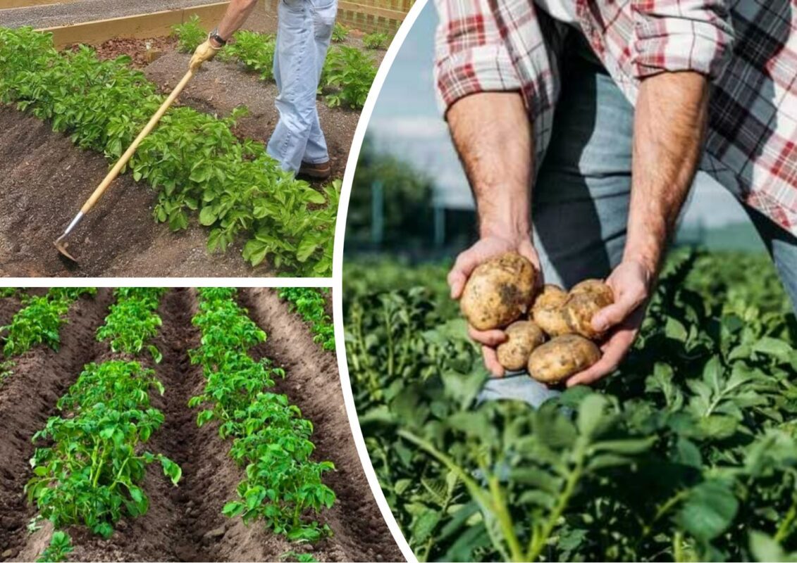 Як вберегти картоплю від спеки