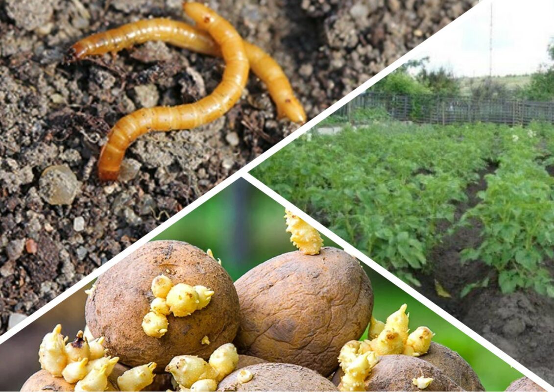 Як позбутися дротяника на картоплі