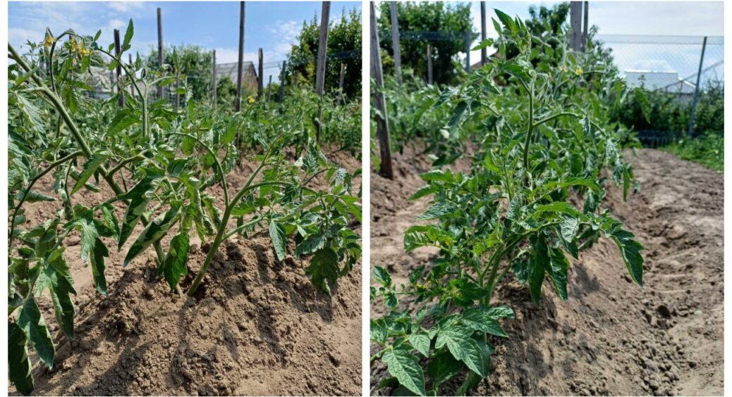 На Полтавщині томати поливають цим, і ходять щасливі: бо на кущах мають по 30 помідорів 