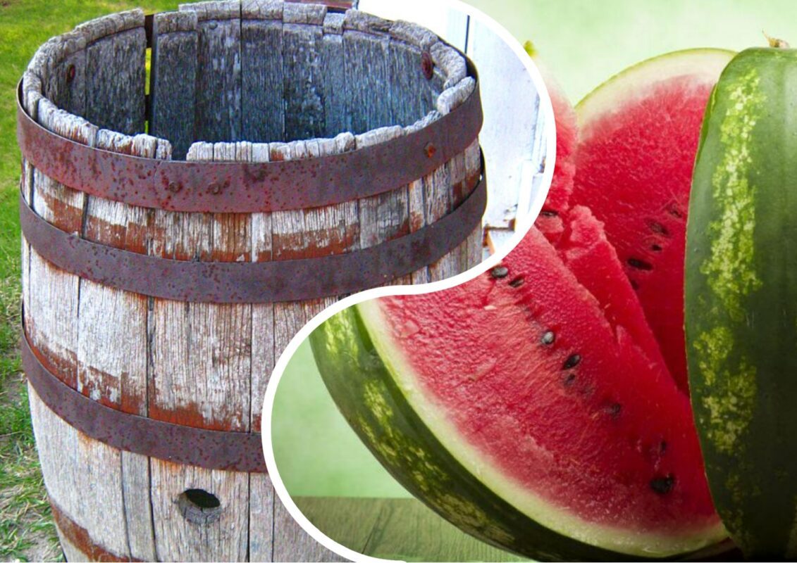 Як виростити великий кавун у бочці