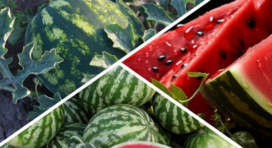 Червневий шанс на кавуни: як отримати великі і соковиті ягоди у 2025-му, посадивши їх зараз 