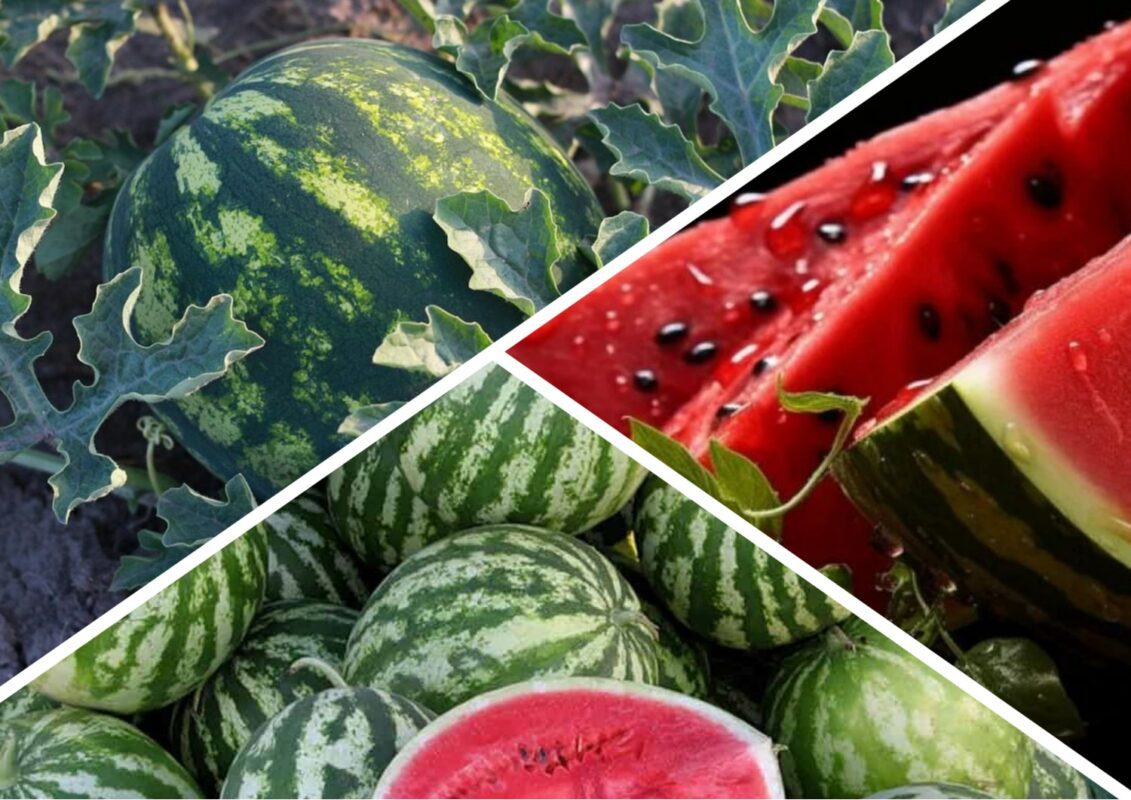 Агроном розповів, як висаджувати кавуни зараз для рясного врожаю