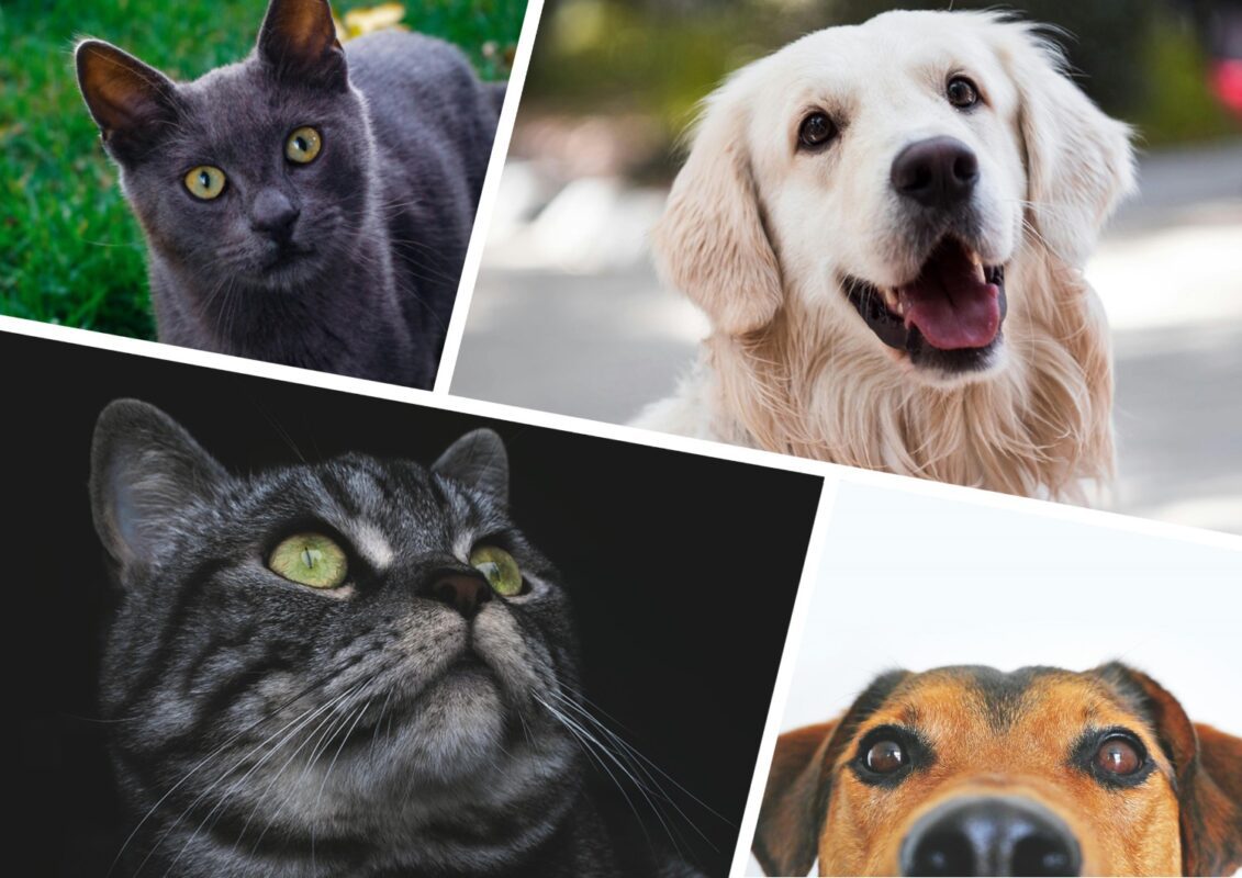 Що робити, якщо у кота чи собаки з'явилася лупа