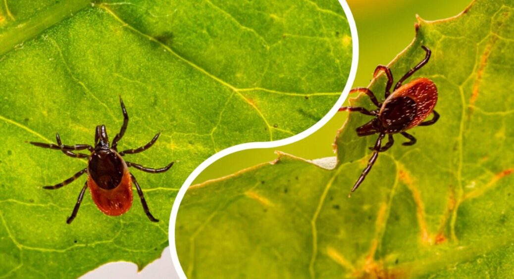 Суха та спекотна погода — ідеальна для павутинного кліща: 1 дія для профілактики на городі 