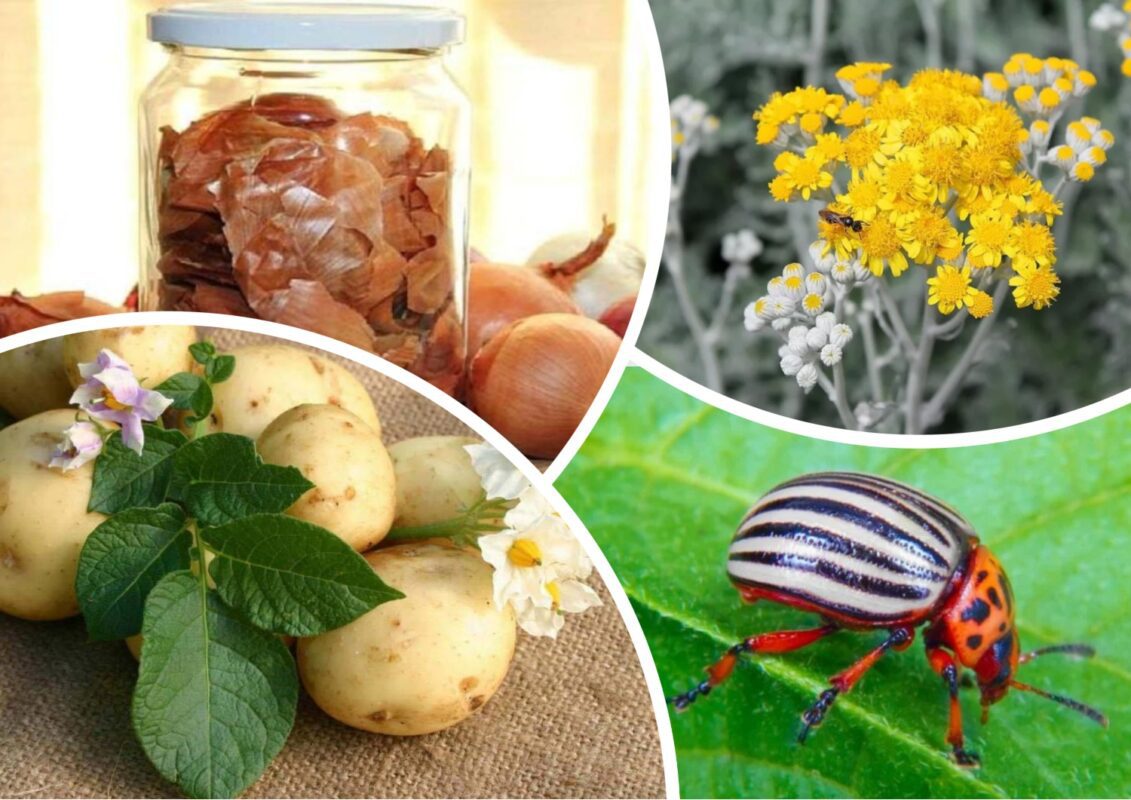 Як позбутися колорадського жука з картоплі