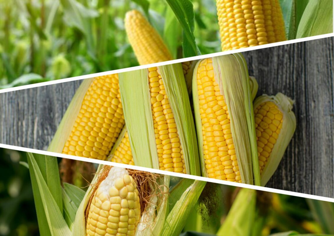 Як виростити солодкі качани кукурудзи