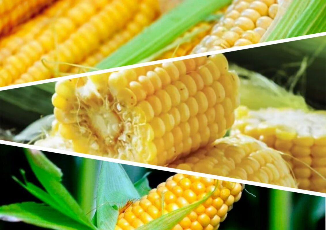 Сорти кукурудзи, що перебувають у лідерах за цукровістю