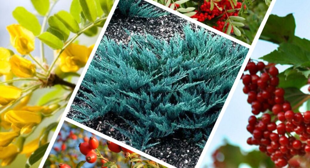 Калина принесе сімейне щастя, а шипшина – благо: ці та ще 3 чарівних кущі висадіть біля дому 
