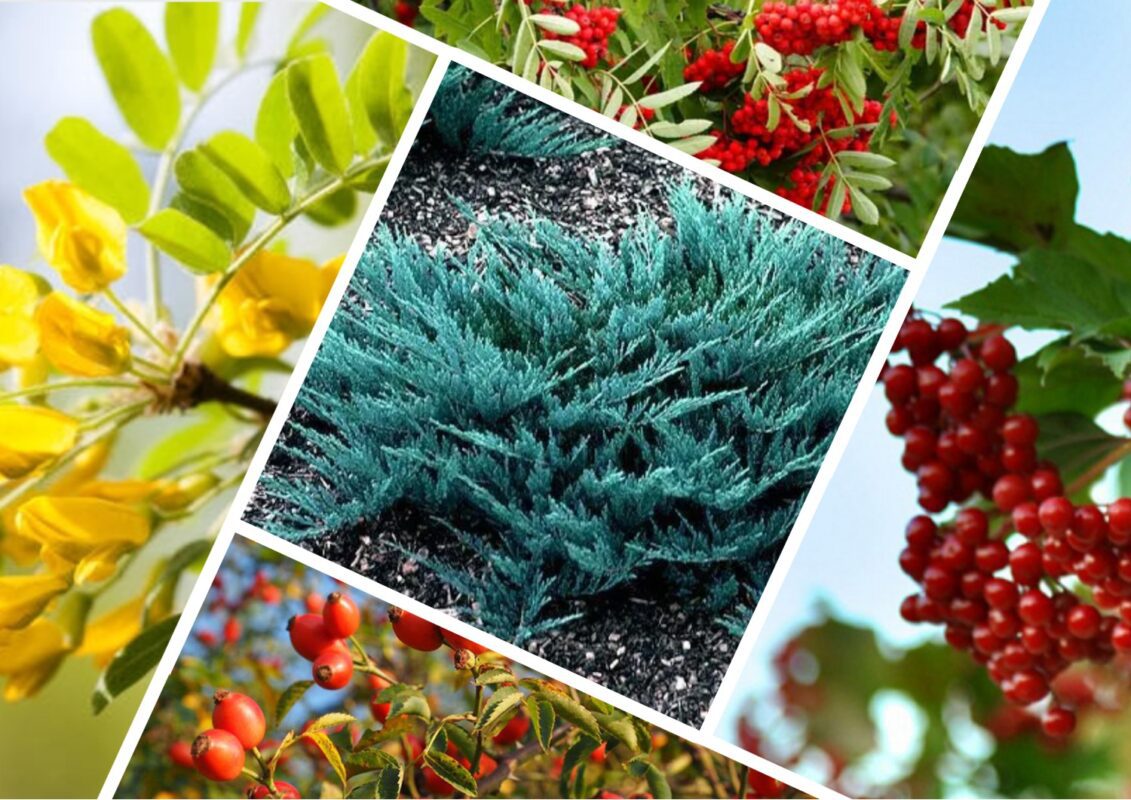 Магічні кущі, що принесуть щастя в оселю