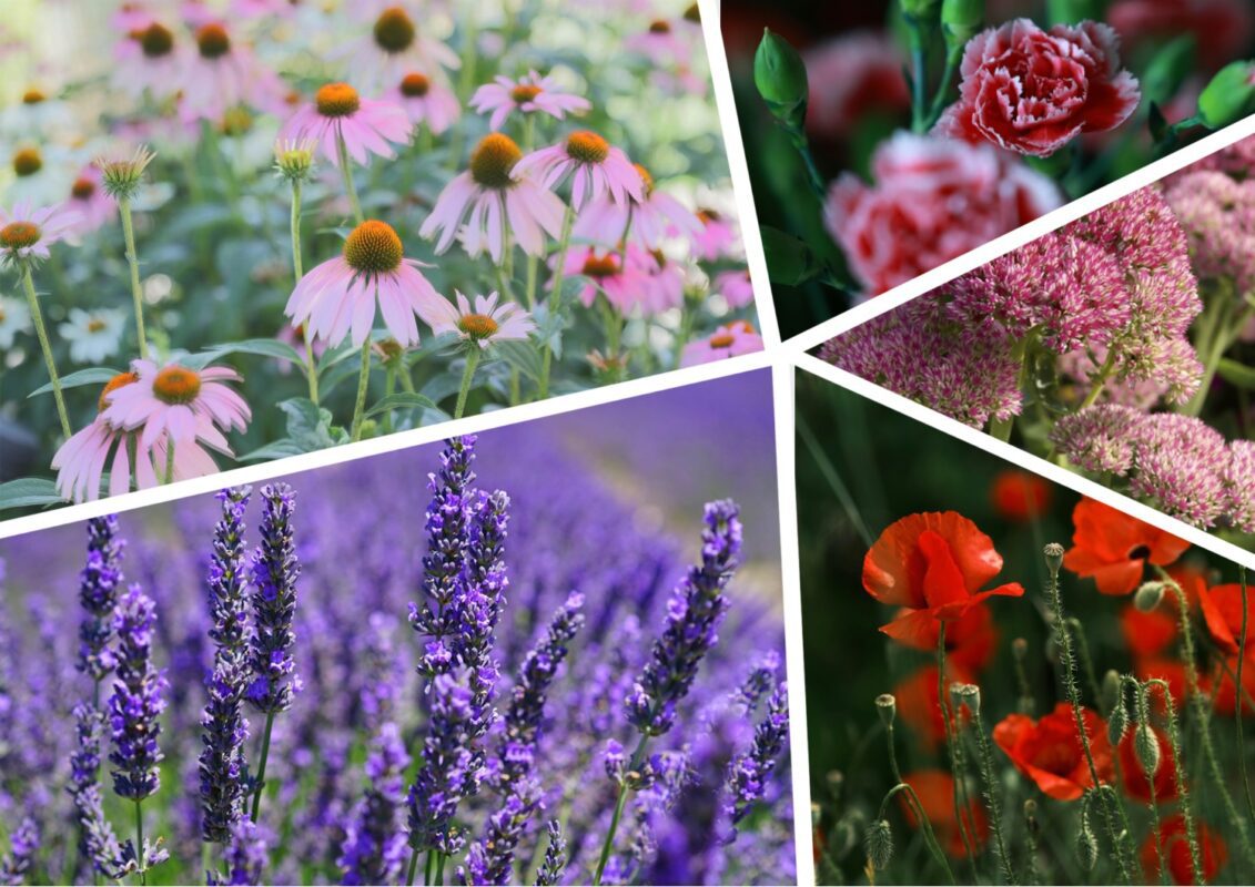 Невибагливі квіти для клумби