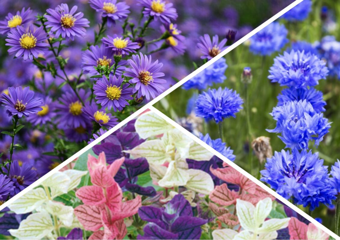 Квіти, що не пускають бур'янів