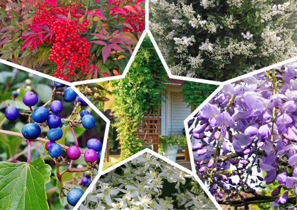 Квіти, що пригнічують сусідні рослини