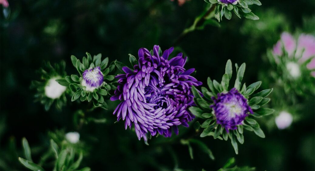 Коли висаджувати айстри у 2026-у? Будуть високі, пишні, яскраві — краще, ніж у магазині квітів 