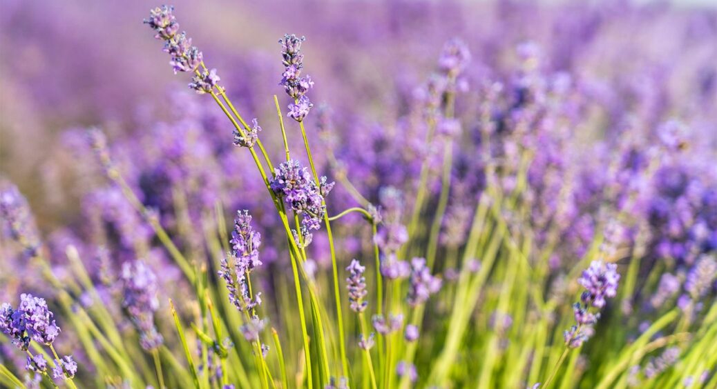 Лаванда не пробачає цих помилок: влітку може пропасти за 3 дні – ось в чому причина 