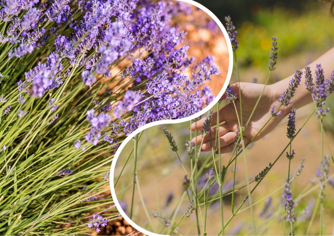 Садівники пояснили, чому обов'язково слід посадити лаванду в своєму дворі 