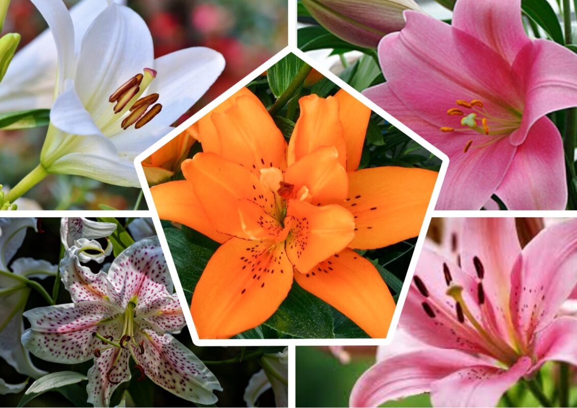 Квітникар розповів, що не можна робити з Лілією після цвітіння