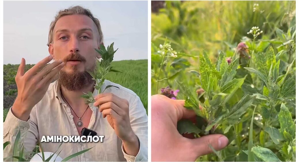 Лободу не потрібно виривати: 5 “за”, чому з неї варто робити смузі та літні салати вже зараз 