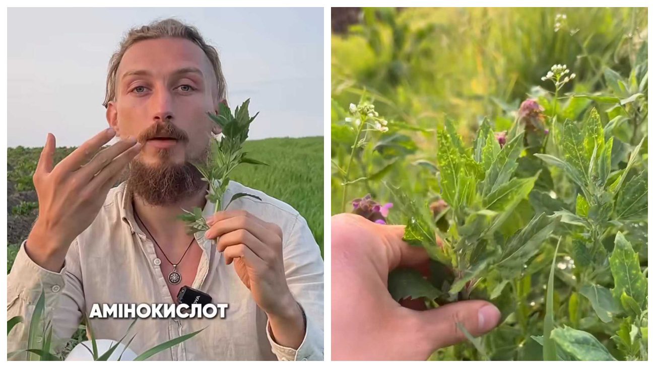 Садівники пояснили, чому з лободи потрібно робити смузі та літні салати