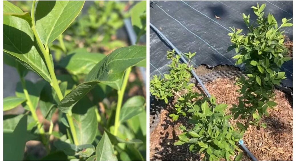 З лохини повилазили потужні пагони: чому так сталося і чи потрібно з ними щось робити 