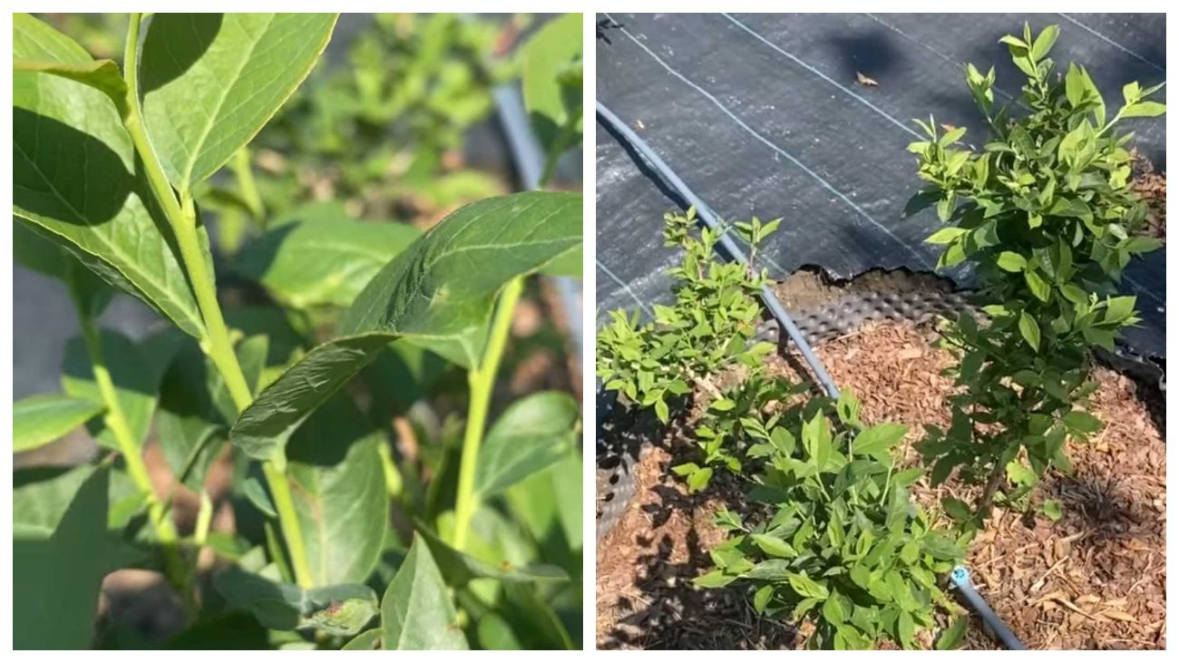 Садівник пояснив, чому з лохини слід зрізати всі нові потужні пагони