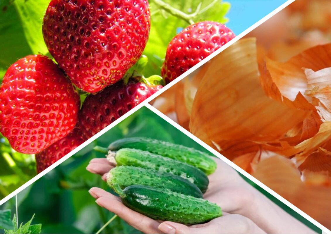 Як використовувати лушпиння цибулі