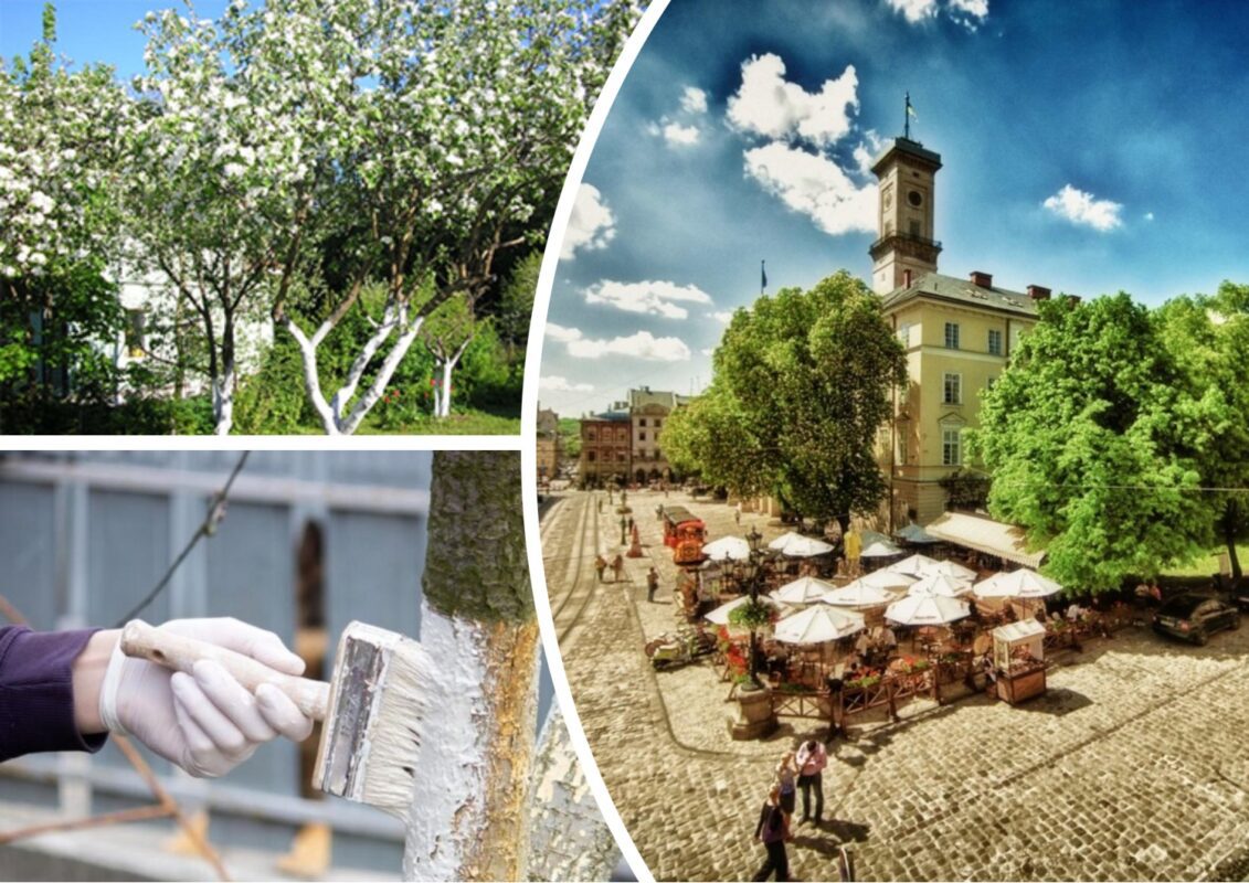 У Львові заборонили білити дерева та бордюри