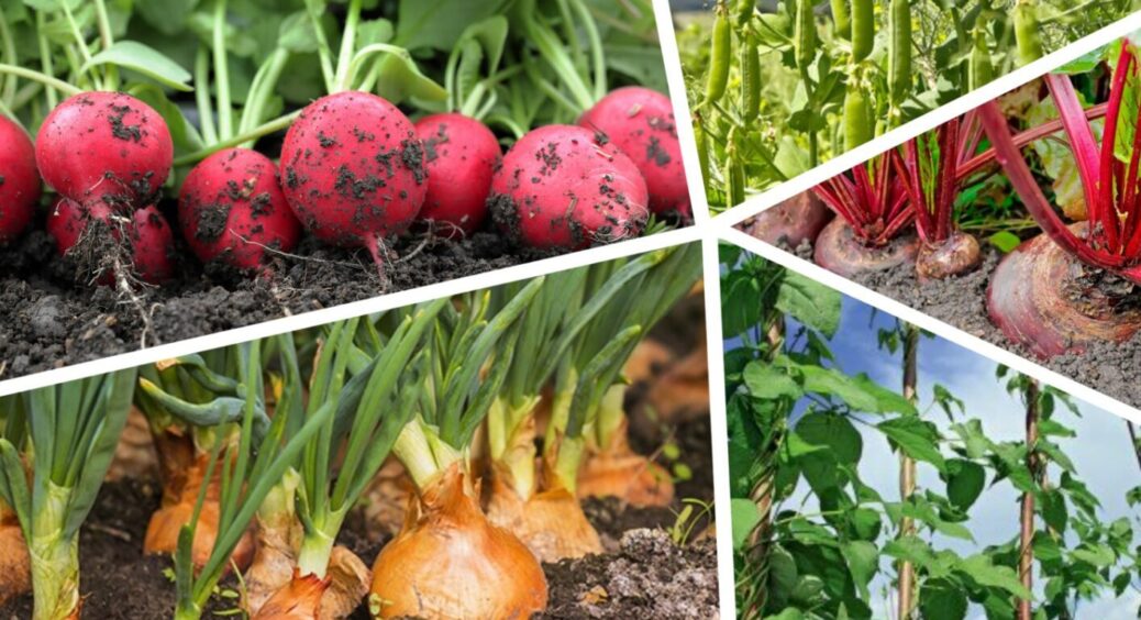 1 засіб, і увесь ящик з добривами не потрібен: ось як вирощують городи на Херсонщині 