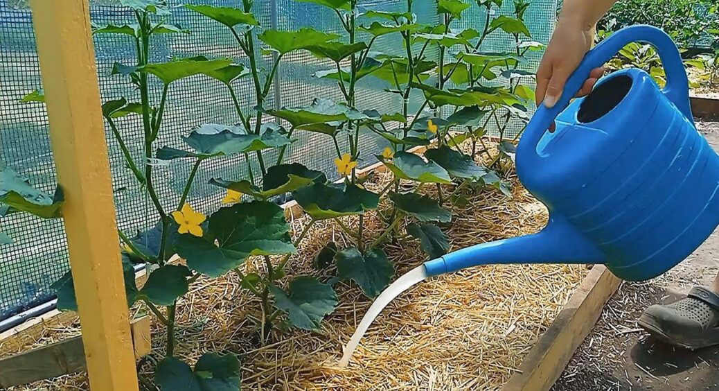 Це не добриво, а чарівна паличка: ось чим на Закарпатті рятують овочі від спеки 2025 