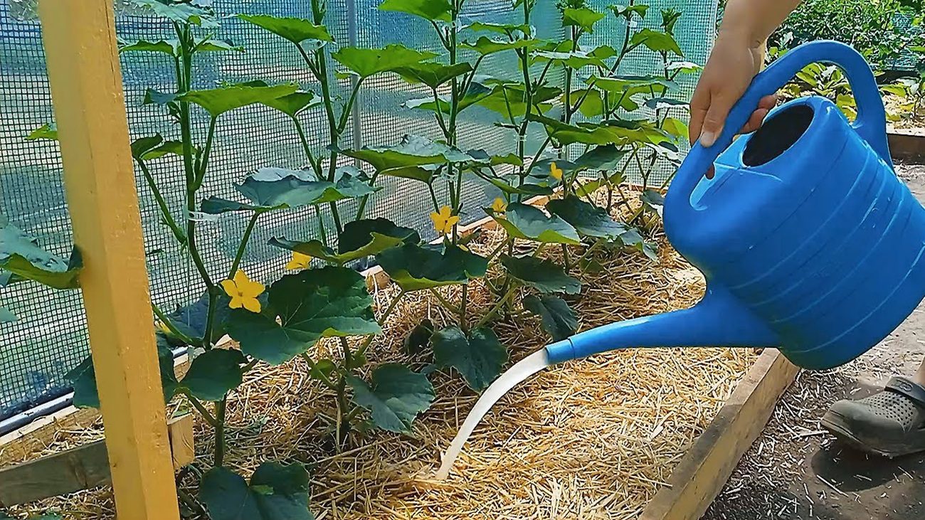 Агрономи розповіли, як врятувати урожай від спеки