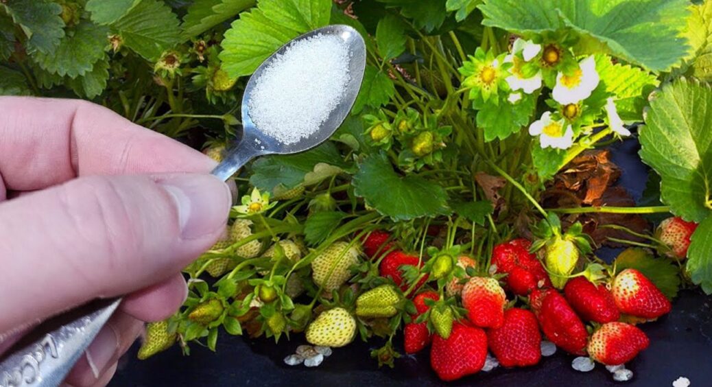 Це не засіб, а чарівна паличка: 1 полив – і полуниця встигає дати 2 хвилі врожаю у червні 