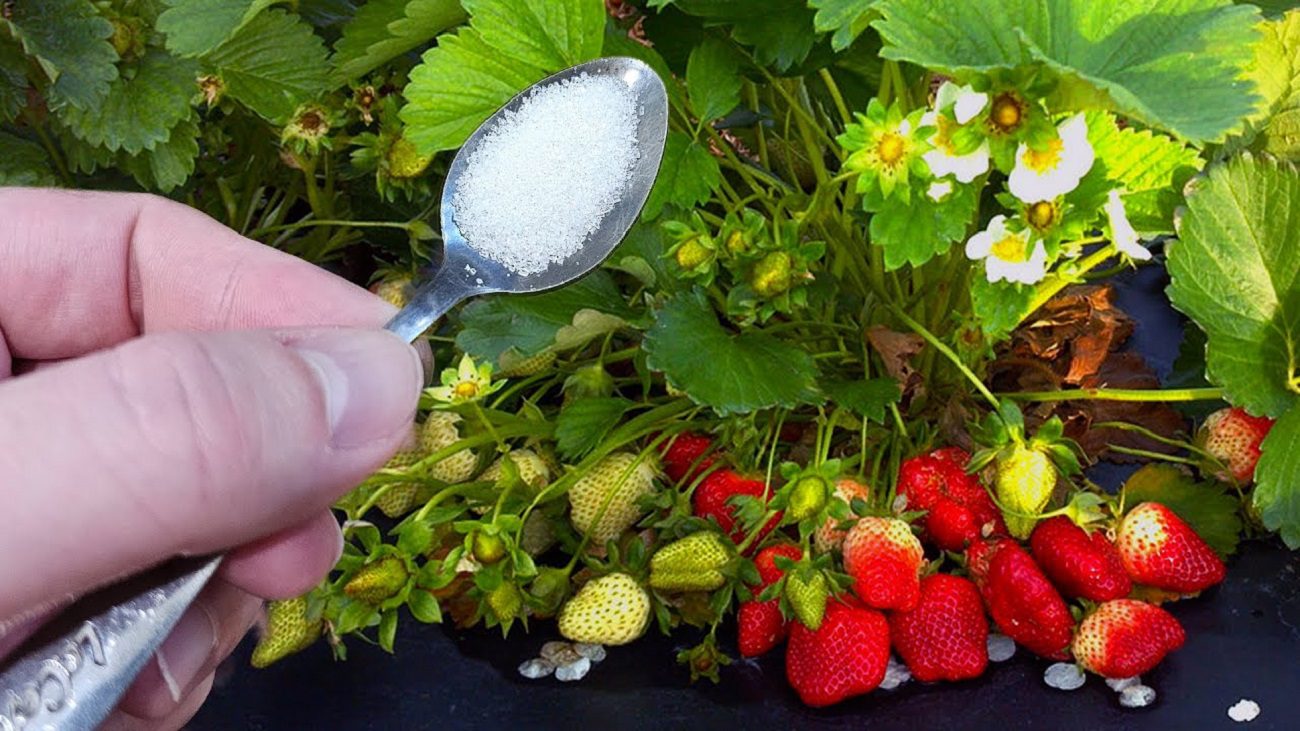 Експерти розповіли, чим підживити полуницю, щоб вона дала 2 хвилі урожаю