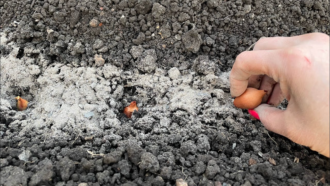 Фермери розповіли рецепт ідеального добрива для плодоношення ріпчастої цибулі