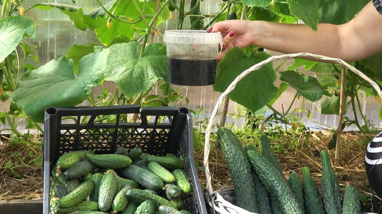 Аграрії розповіли, чим підживити огірки, щоб збирати урожай відрами