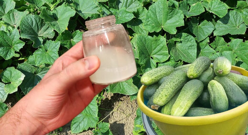 Як продовжити життя огіркам: 200 г під кущ і плодоноситимуть набагато більше, ніж 90 днів 