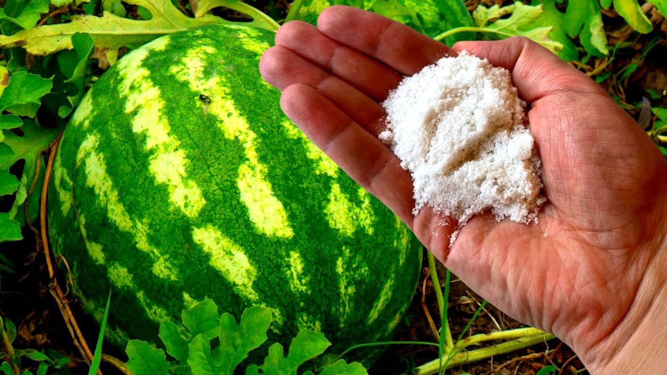 Аграрії розповіли, чим підживити кавуни та дині, щоб зібрати величезні плоди
