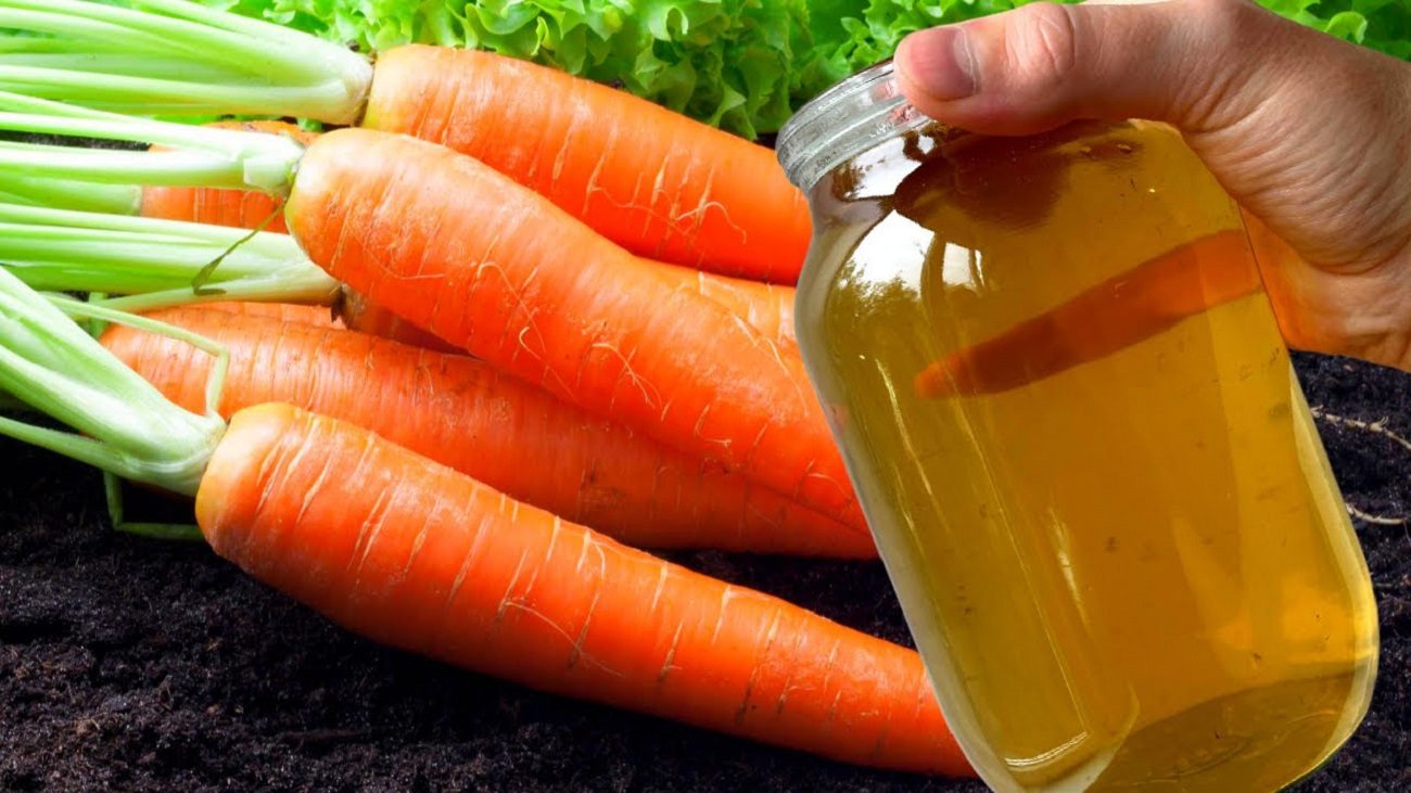 Агрономи розповіли, чим краще підживити моркву, щоб отримати гарний урожай