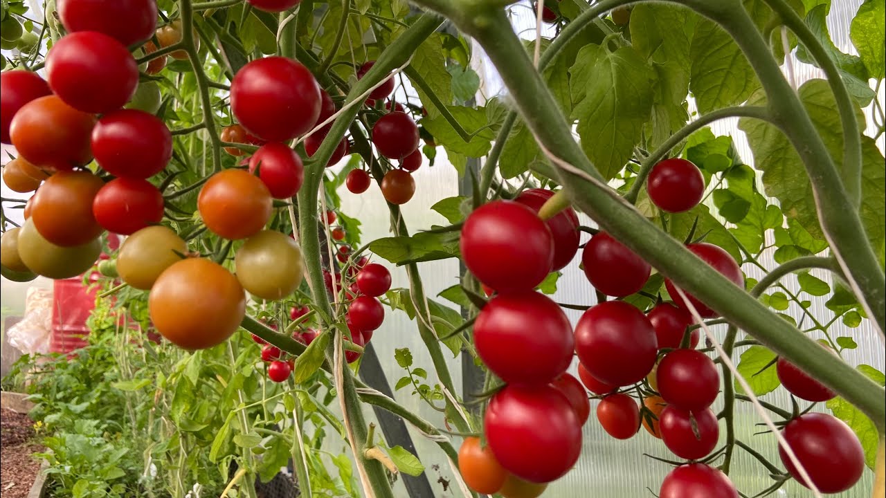 Агрономи розповіли, чи можна обривати листя з помідорів