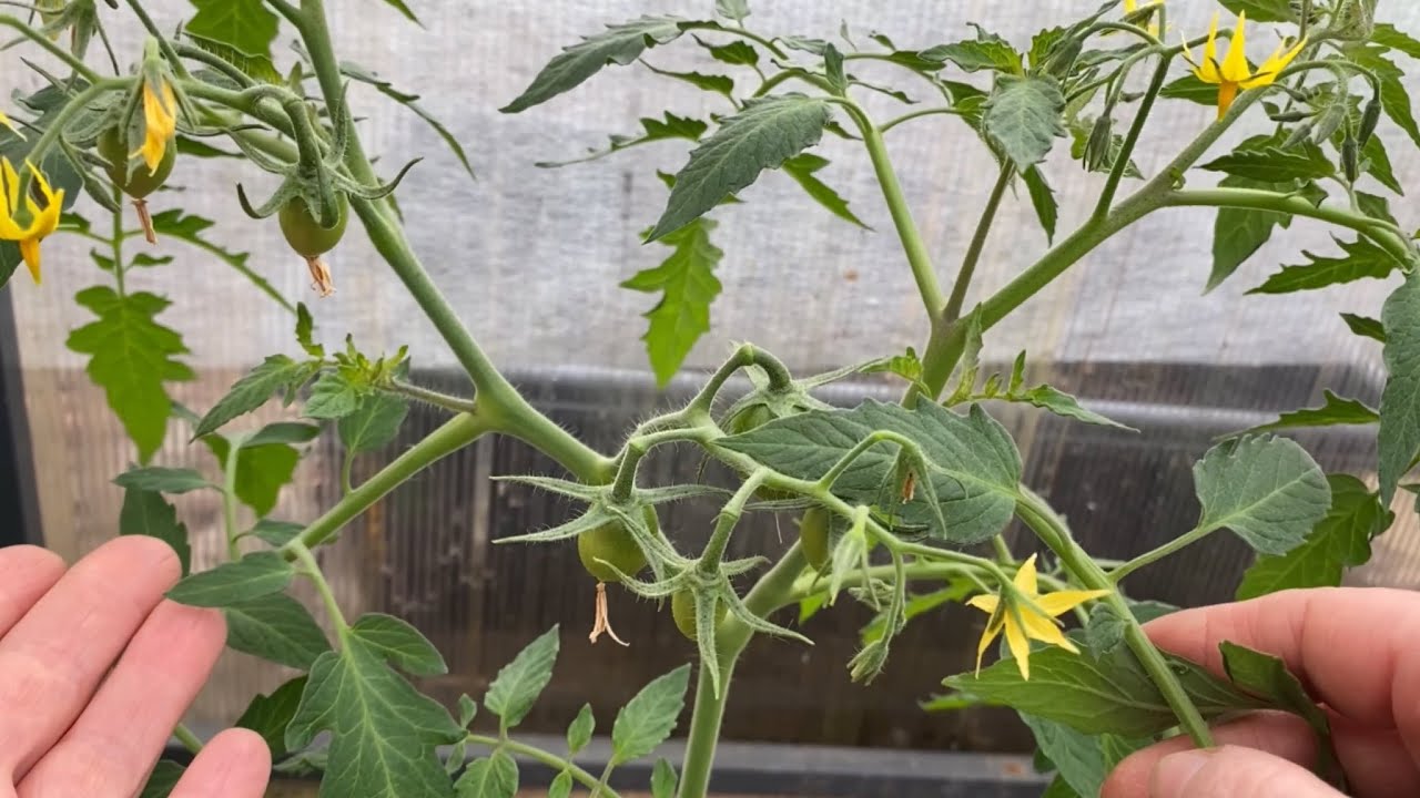 Агрономи розповіли, чи можна обривати листя з помідорів