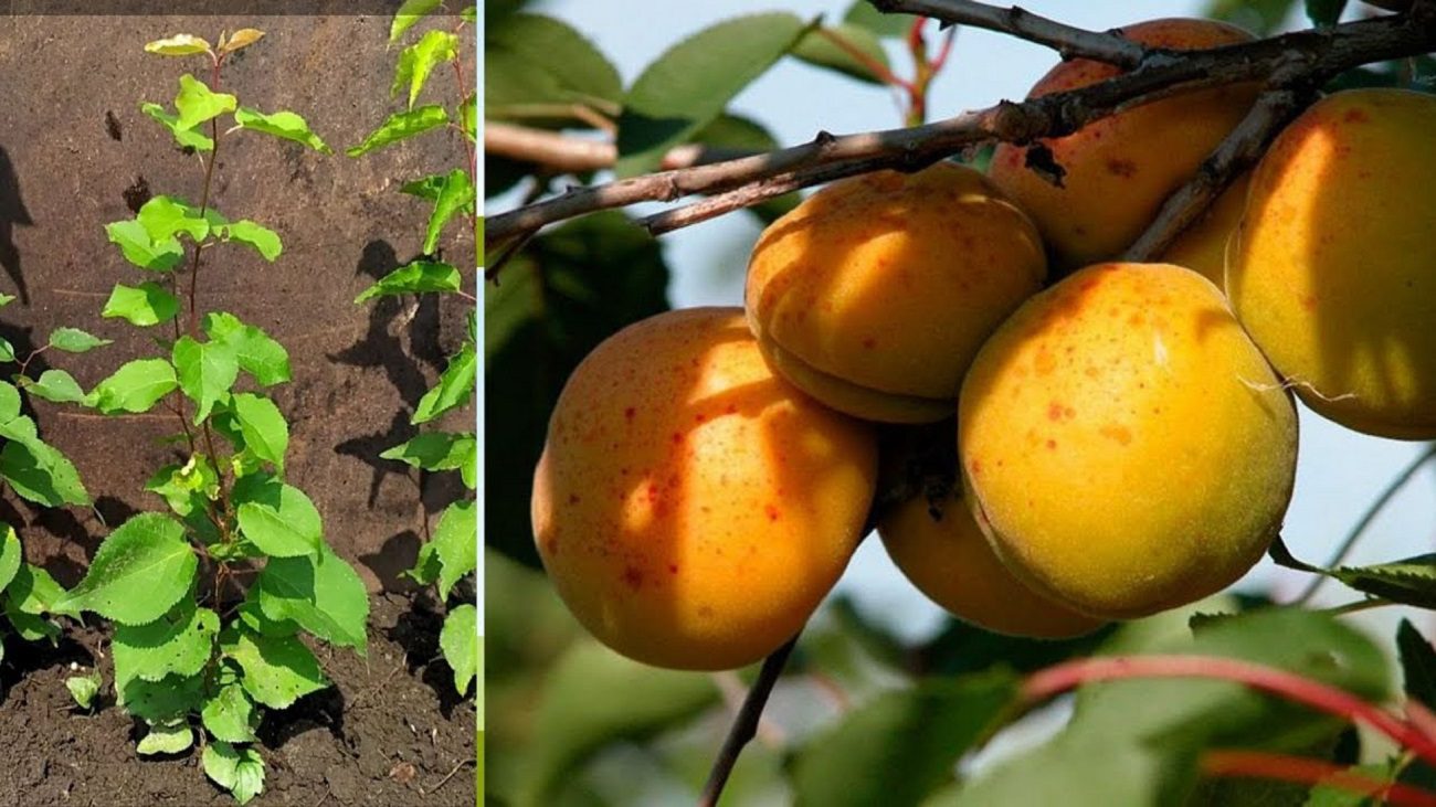Садівники розповіли, чому абрикос може сохнути і як це виправити
