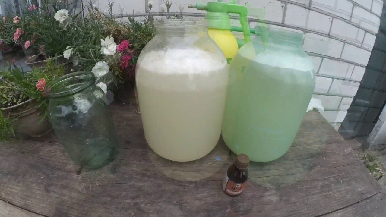 Як сода допоможе від фітофтори на помідорах