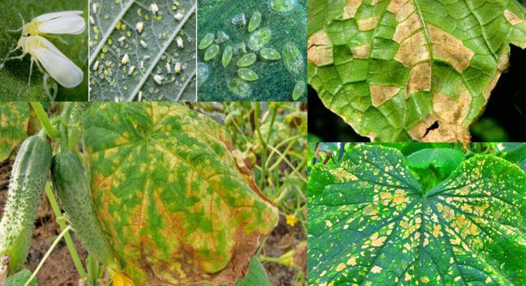 Павутинного кліща не завжди видно, але його сліди – як на долоні: 1 крок, і він у вас в руках 