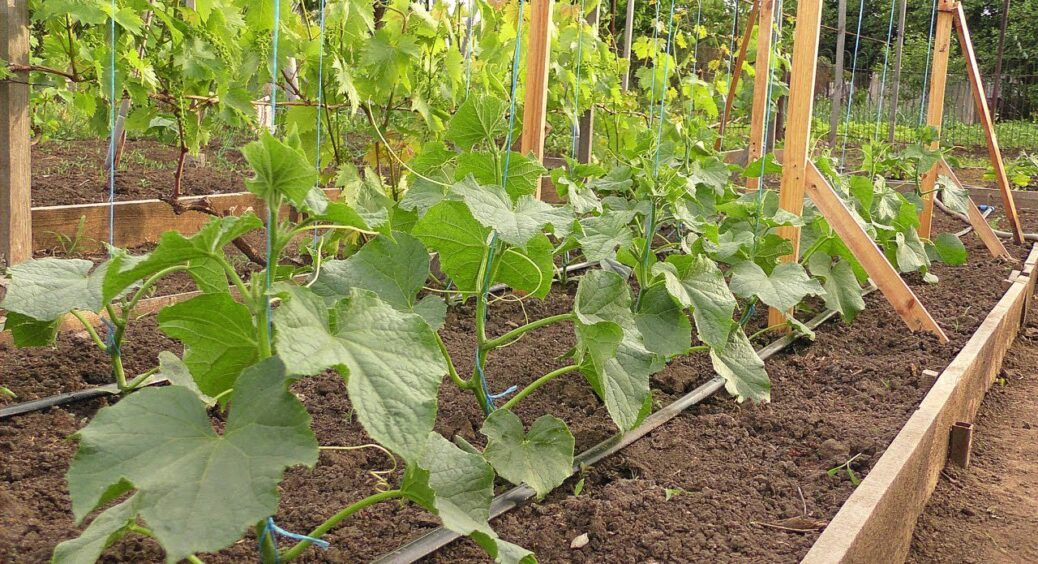 Саджу огірки у відкритий ґрунт лише з 8 по 12 червня – і завжди маю море плодів навіть у посуху 