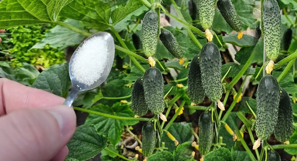 1 ложка у воду – і огірки плодоноситимуть до пізньої осені: чим полити грядки у липні 2025 