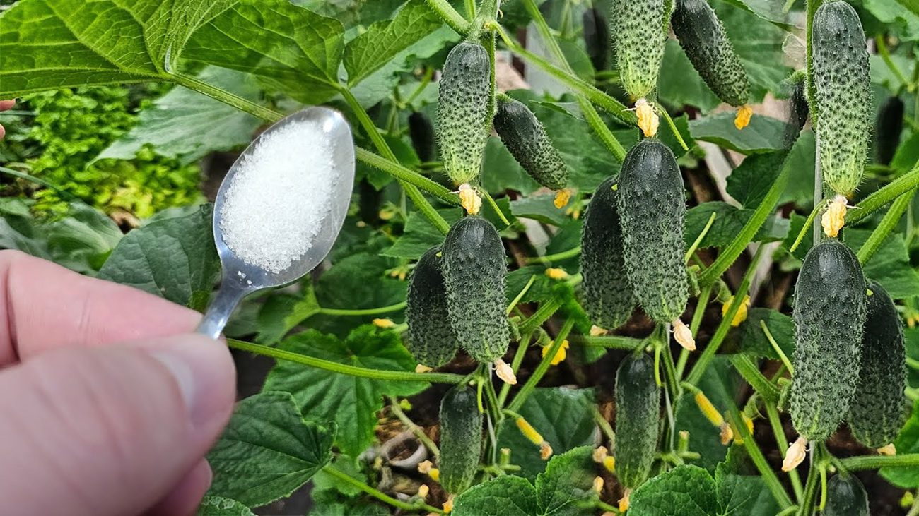Експерти розповіли, чим підживити огірки, щоб збирати урожай до пізньої осені