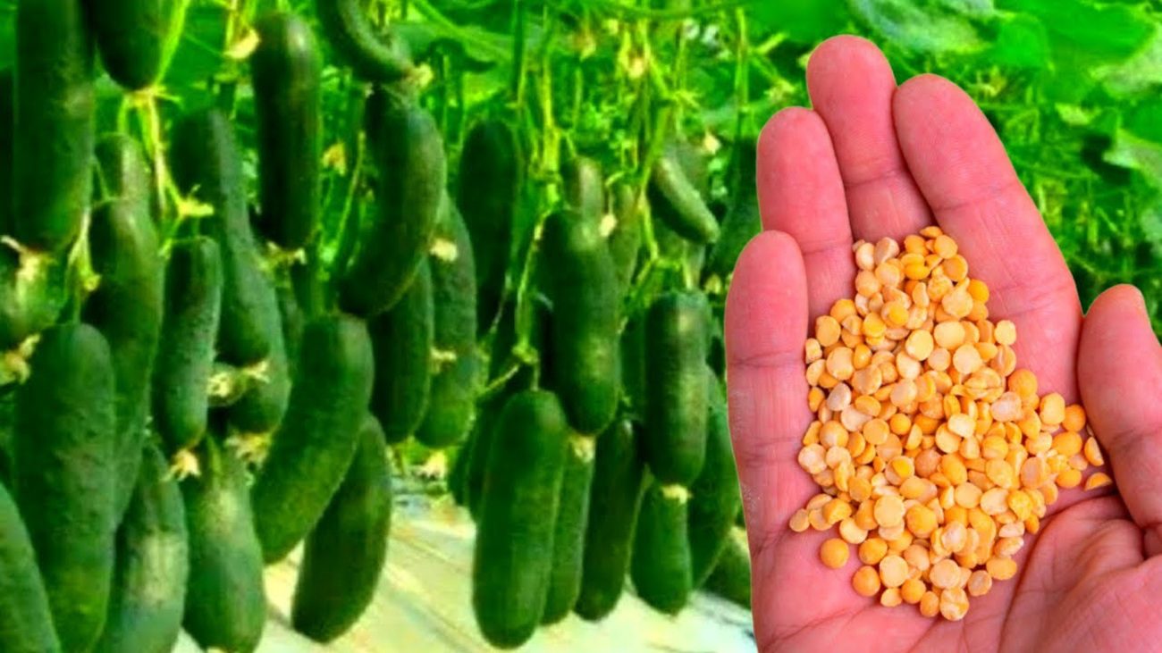 Городники розповіли, як підживити огірки за допомогою гороху