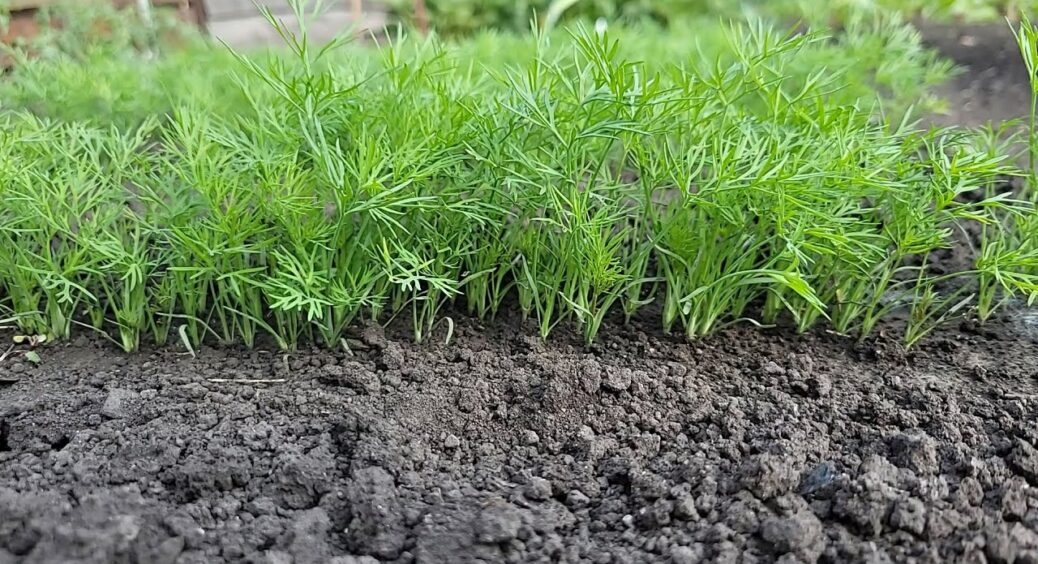 Кропу потрібна не зола: як швидко і просто отримати пишну зелень – так роблять на Полтавщині 