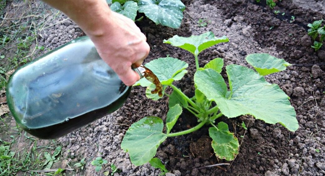 Не зола і не дріжджі: ось чим на Закарпатті поливають кабачки для врожаю по 15 штук із зав’язі 